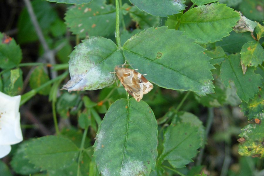 Archips xylosteana, Tortricidae